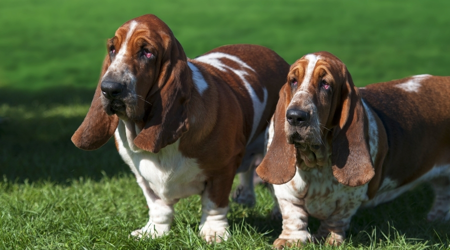 Perros con orejas largas parados al aire libre