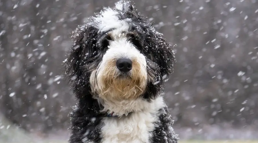 Bernedoodle al aire libre en la nieve