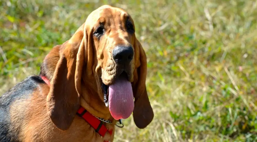 Perro más grande afuera en la hierba verde