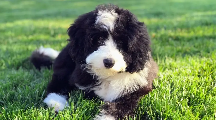 Border Collie Poodle cruza necesitando comida