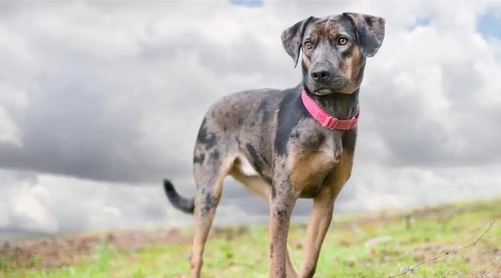 Perro leopardo Catahoula de pie en el campo con collar rojo