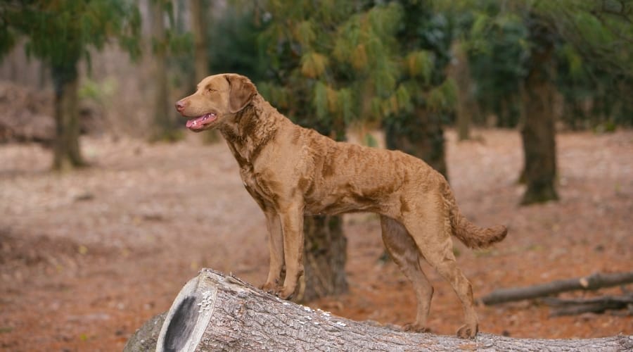 Perro marrón con pelaje ondulado parado sobre un tronco