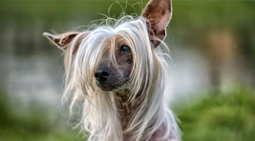 Viejo perro crestado chino en verano en el parque con el pelo largo en la cara