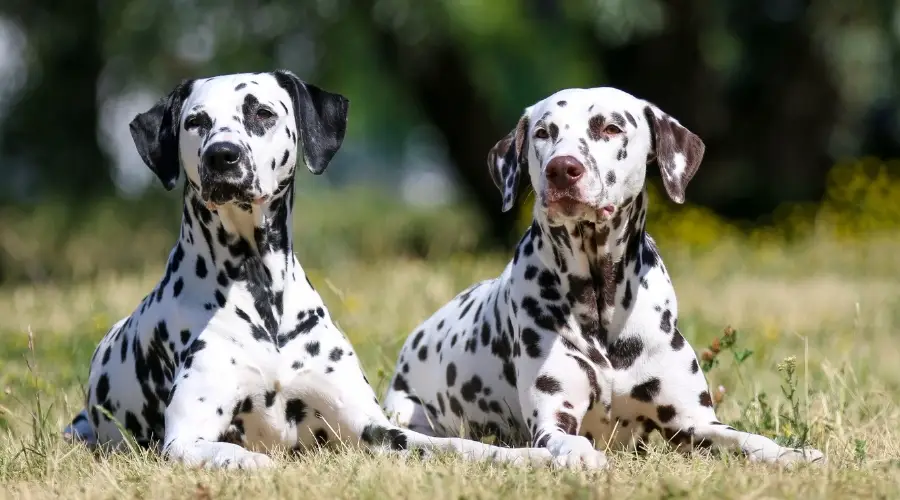 Dos perros manchados descansando uno al lado del otro