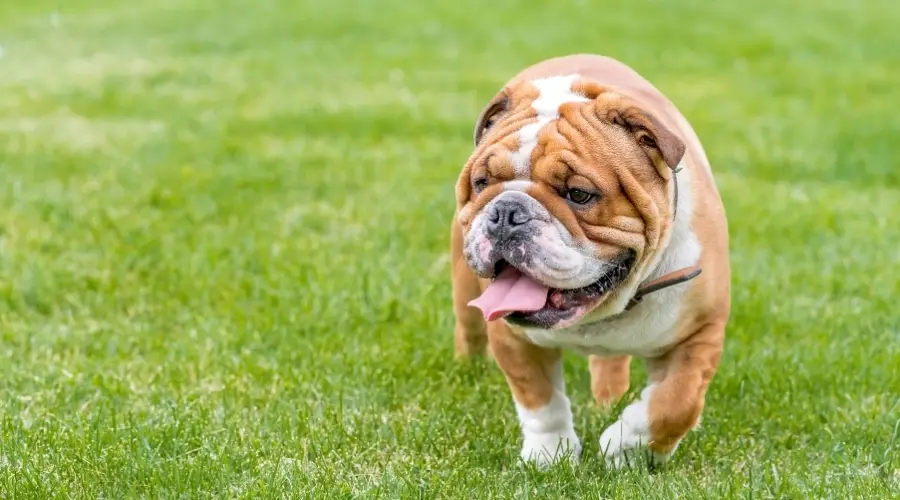 Bulldog Inglés caminando sobre la hierba