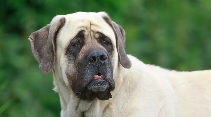 Perro enorme de cerca