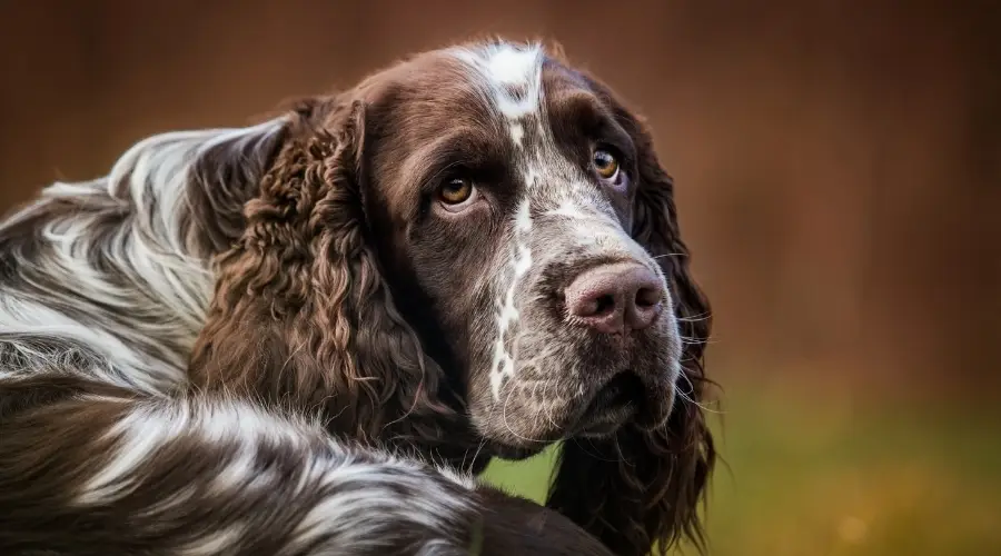 Springer Spaniel Inglés