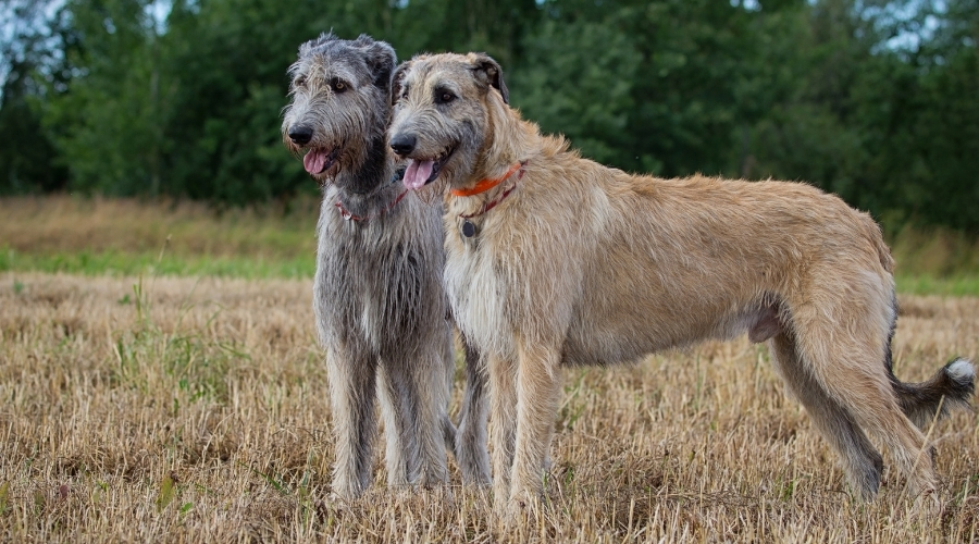 Dos perros en un campo