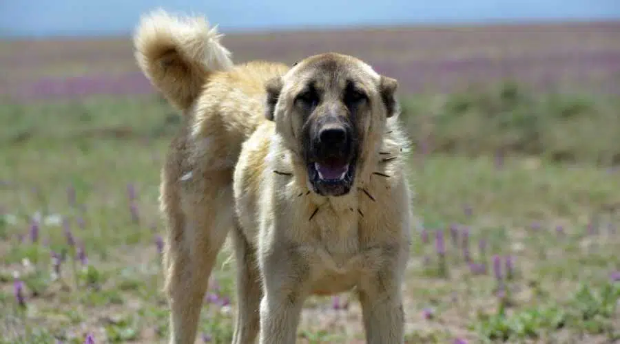 Kangal gruñendo en el campo con un collar de púas puesto