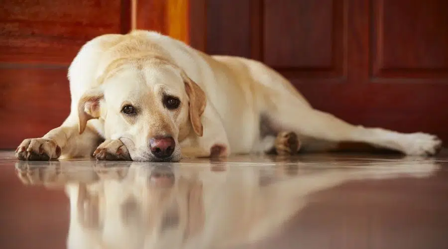 Labrador Retriever descansando