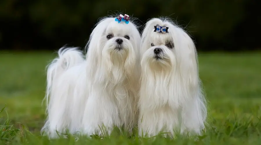 Dos perros blancos con arcos parados afuera