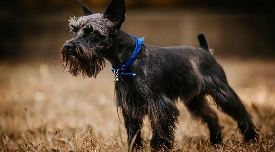 Schnauzer miniatura oscuro de pie en el campo