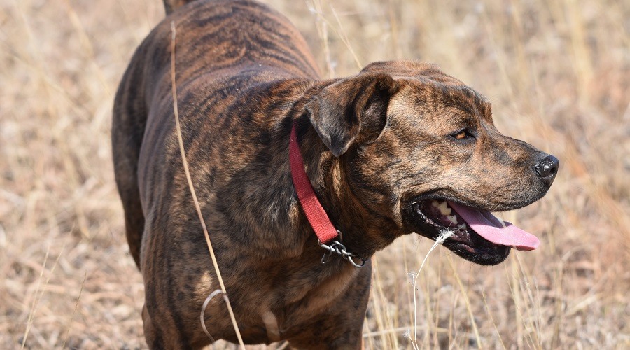 perro de montaña