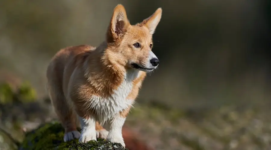 Corgi Galés Pembroke Rojo