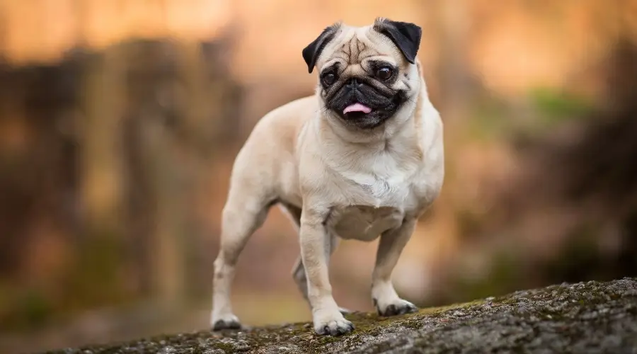 Perro leonado y negro parado sobre un tronco