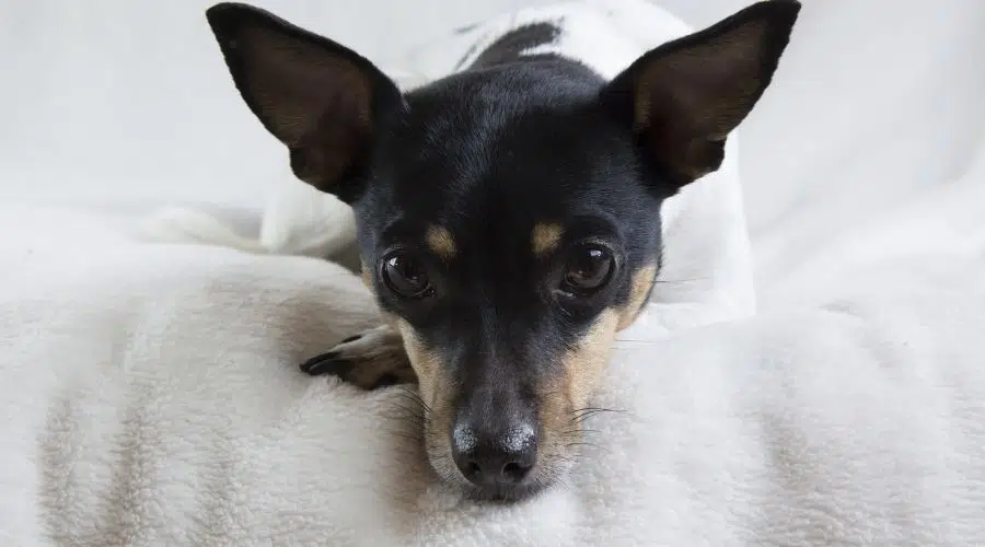 Rat Terrier durmiendo en la cama