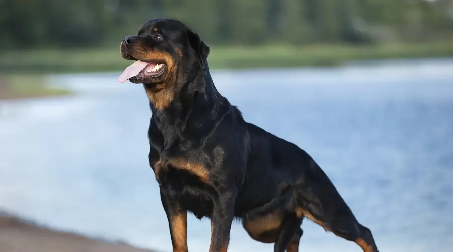 Perro negro y óxido alerta permanente en una playa