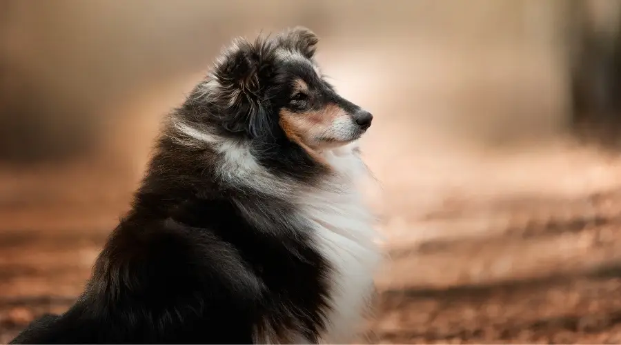 Perro pastor de Shetland negro