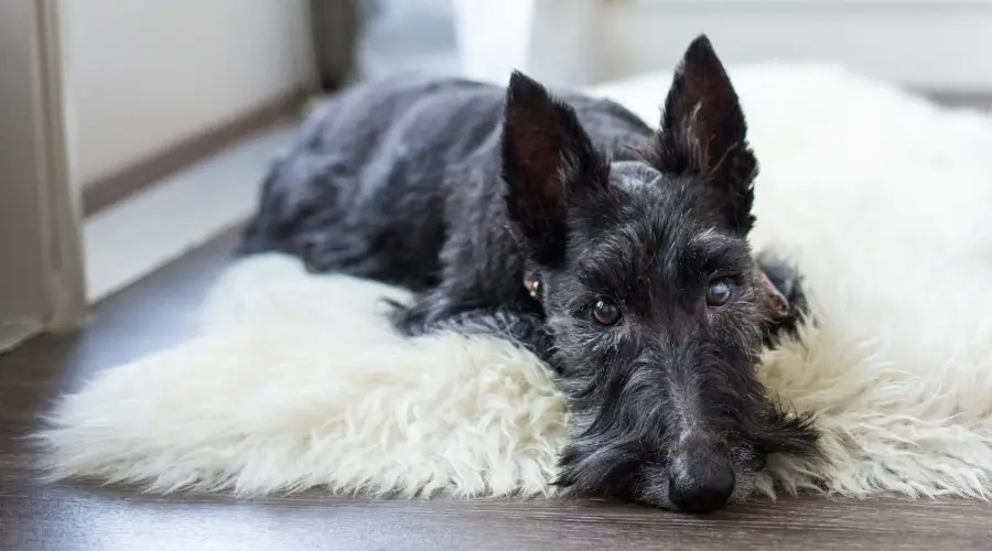 Perro negro tendido sobre una alfombra