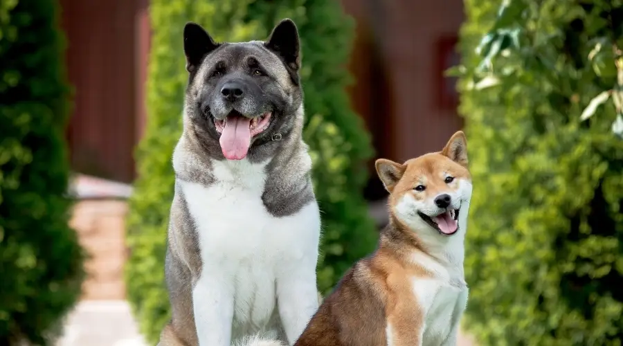 Akita marrón y blanco con Shiba Inu rojo