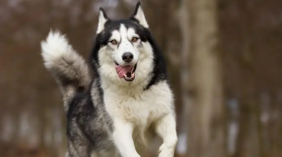 Un perro Husky siberiano de pura raza sin correa al aire libre en la naturaleza en un día soleado