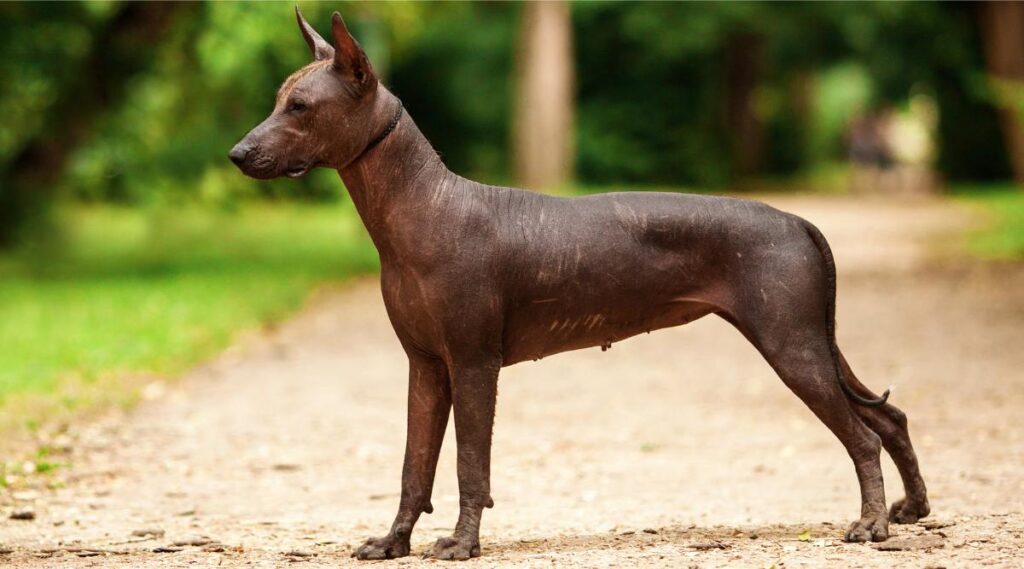 retrato horizontal de un perro de raza Xoloitzcuintli, perro mexicano sin pelo de color negro de tamaño estándar, parado al aire libre en el suelo con hierba verde y árboles en el fondo en un día soleado de verano