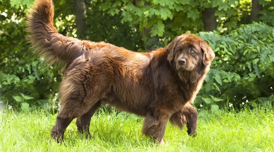 Newfie marrón caminando al aire libre