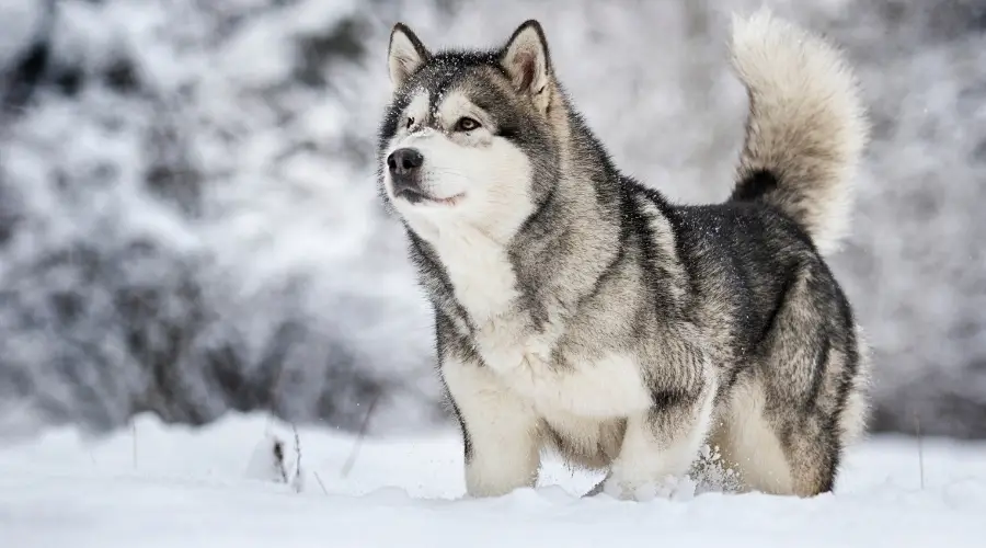 Perro al aire libre corriendo en la nieve