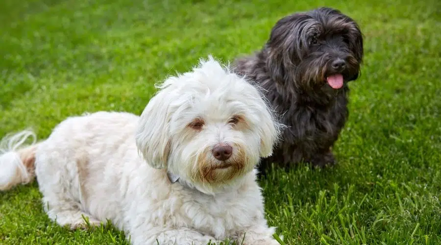 Dos perros habaneros en la hierba