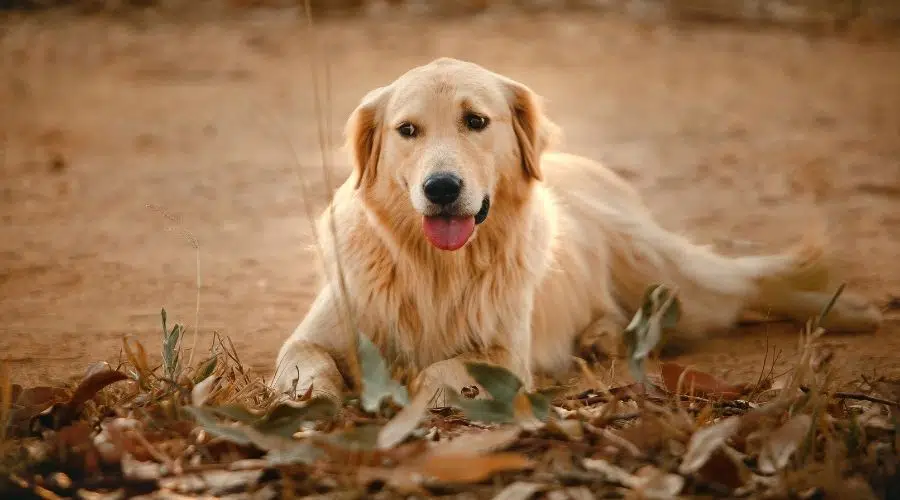 Golden Retriever tendido en la tierra