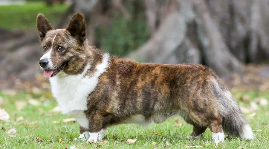 Perro atigrado con patas cortas y cola larga