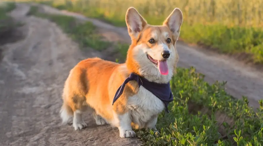 Corgi sano afuera