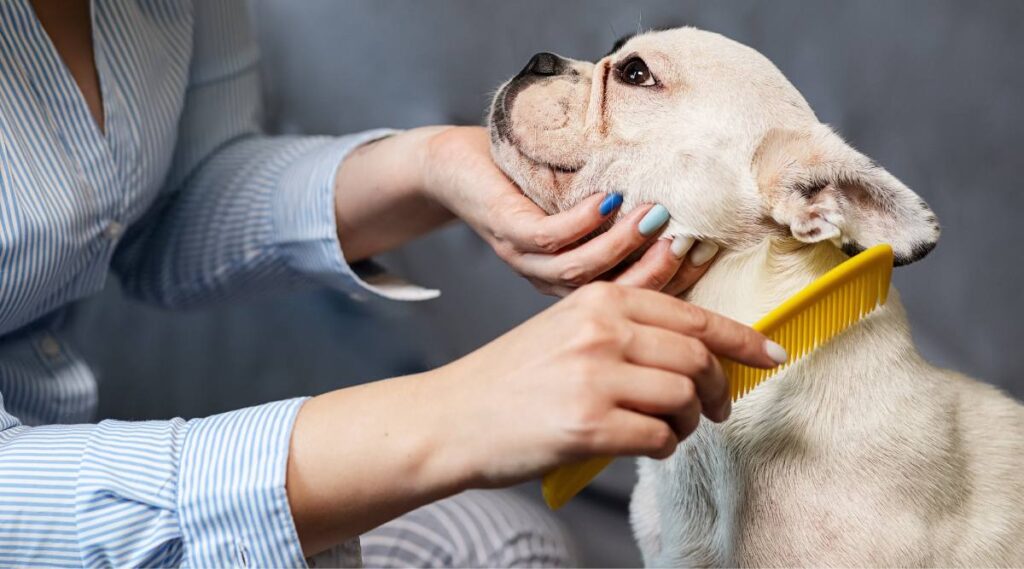 Una mujer peina un bulldog francés blanco con un peine amarillo sobre un fondo gris