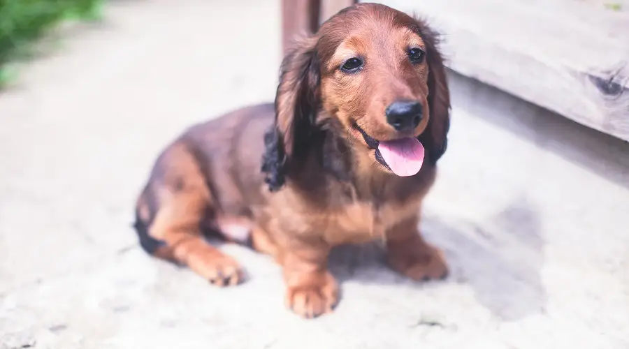 Cachorro Dachshund Con Pelo Largo