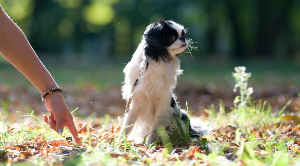 Chin japonés sentado afuera con la mano de una persona tratando de entrenar al perro