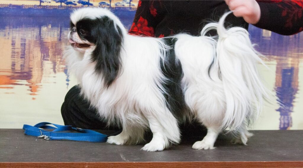 Chin japonés en una exposición canina con entrenador sobre una mesa