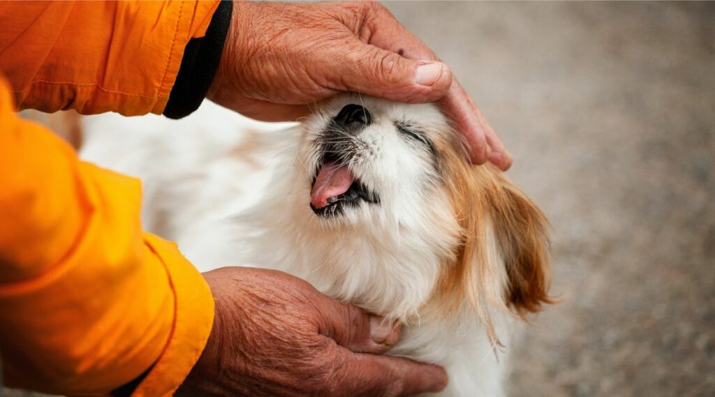 Rescate japonés de Chin con persona sosteniendo la cabeza de un perro