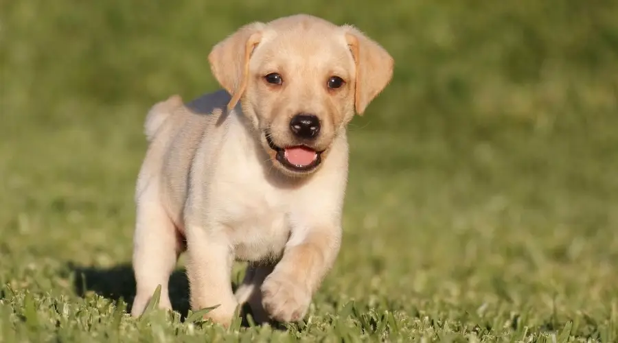 Labrador amarillo