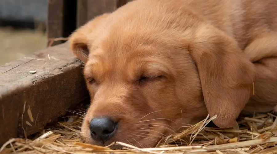 Cachorro Labrador Rojo