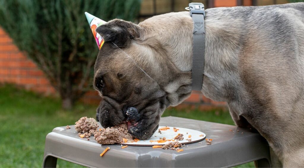 Cane Corso comiendo plato de comida con gorro de cumpleaños puesto