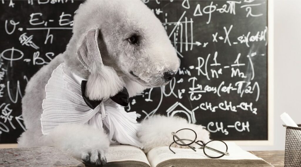 Bedlington Terrier inteligente leyendo un libro