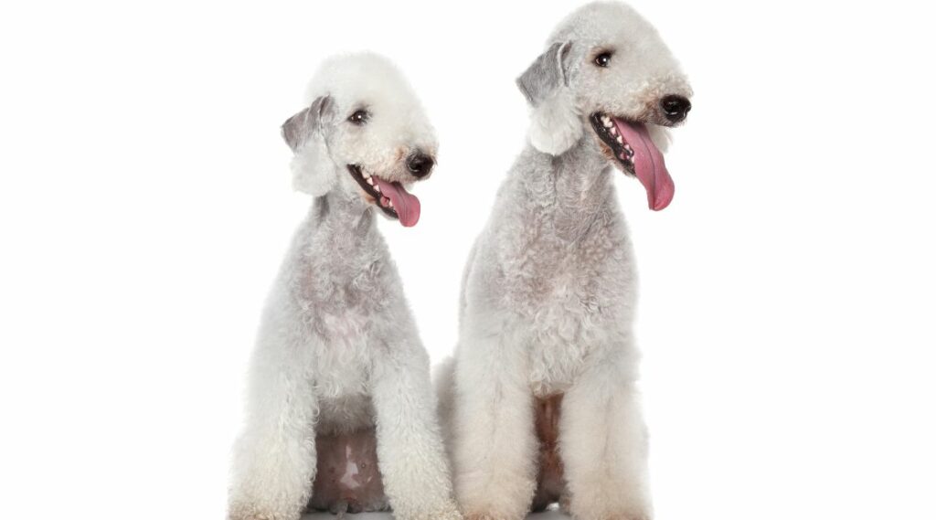 2 Bedlington Terrierws con bonitos abrigos y color blanco sobre fondo blanco.