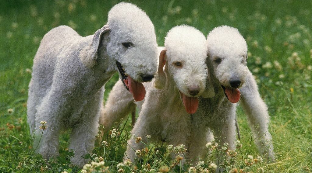 3 Bedlington Terriers afuera en la hierba