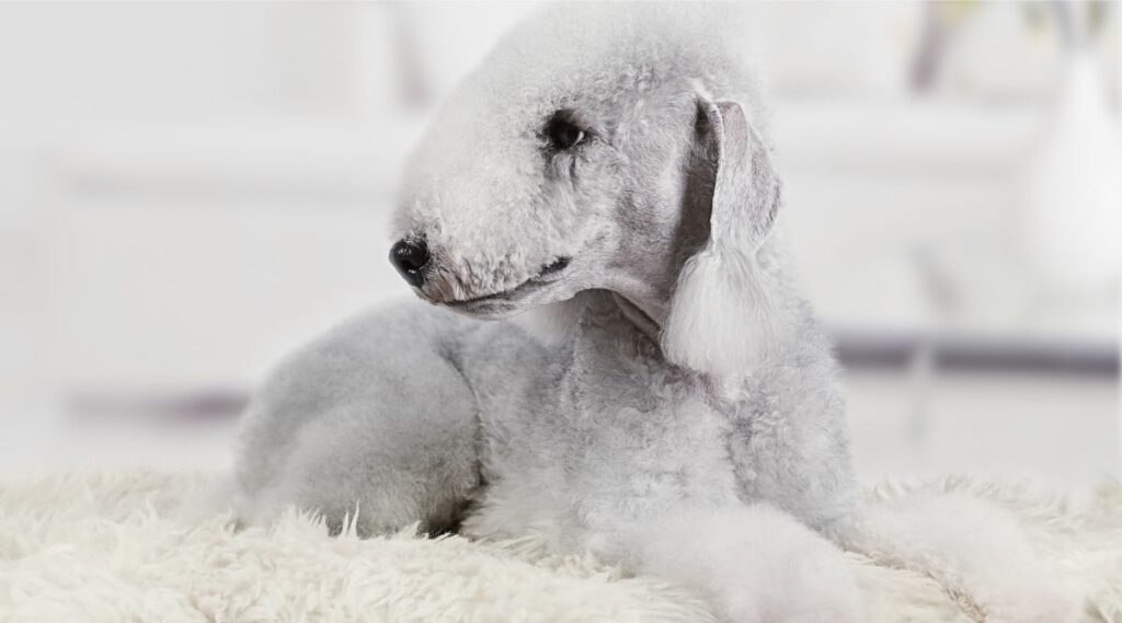 Bedlington Terrier viviendo dentro tendido sobre una alfombra