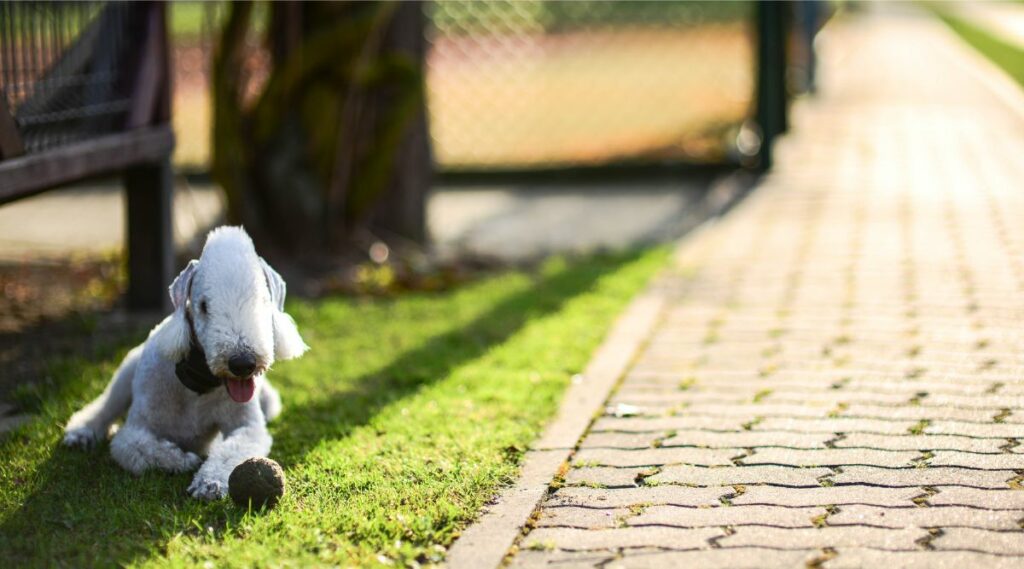 Bedlington Terrier sentado afuera en la hierba con un juguete