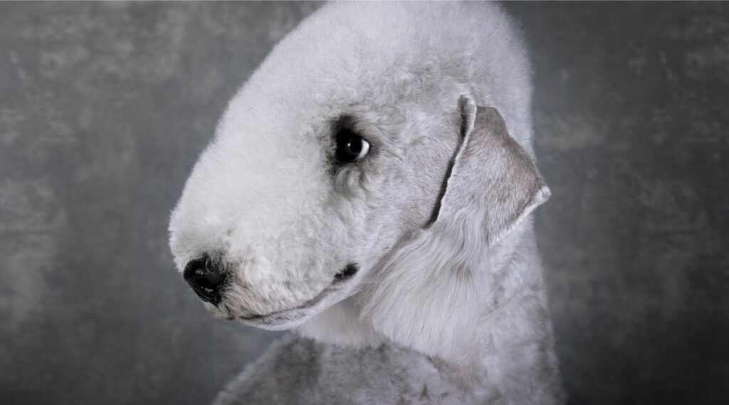 Bedlington Terrier arreglado boca arriba de cerca