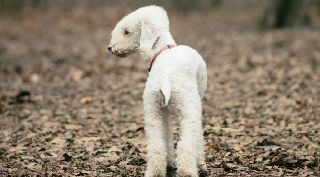 Bedlington Terrier entrenando afuera en mantillo