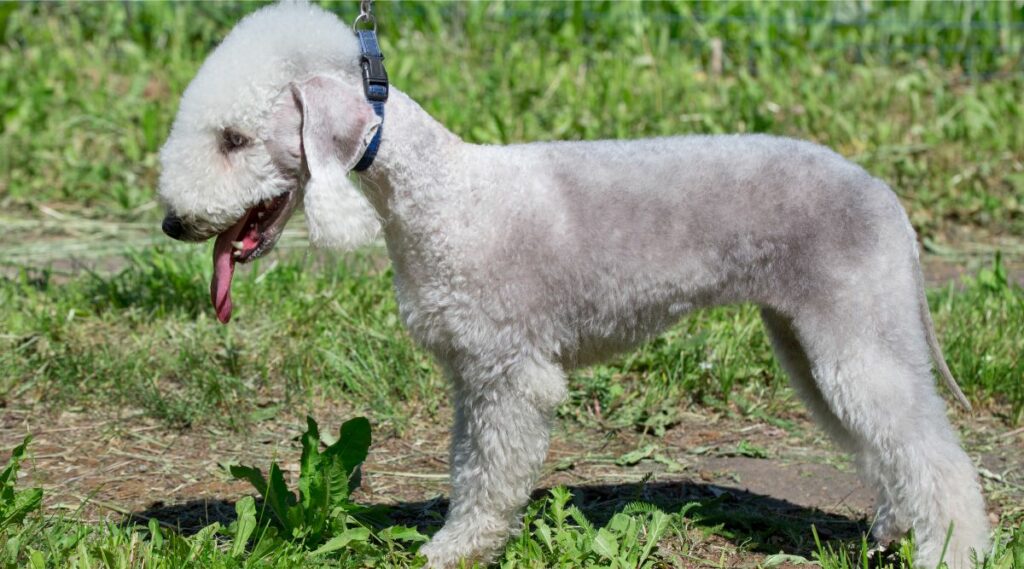 Bedlington Terrier con correa y lengua fuera