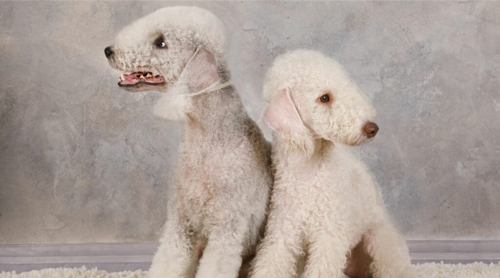 Cachorros Bedlington Terrier sentados en un estudio