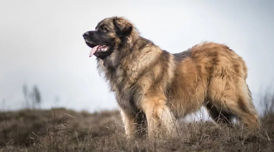 Perro gigante peludo al aire libre